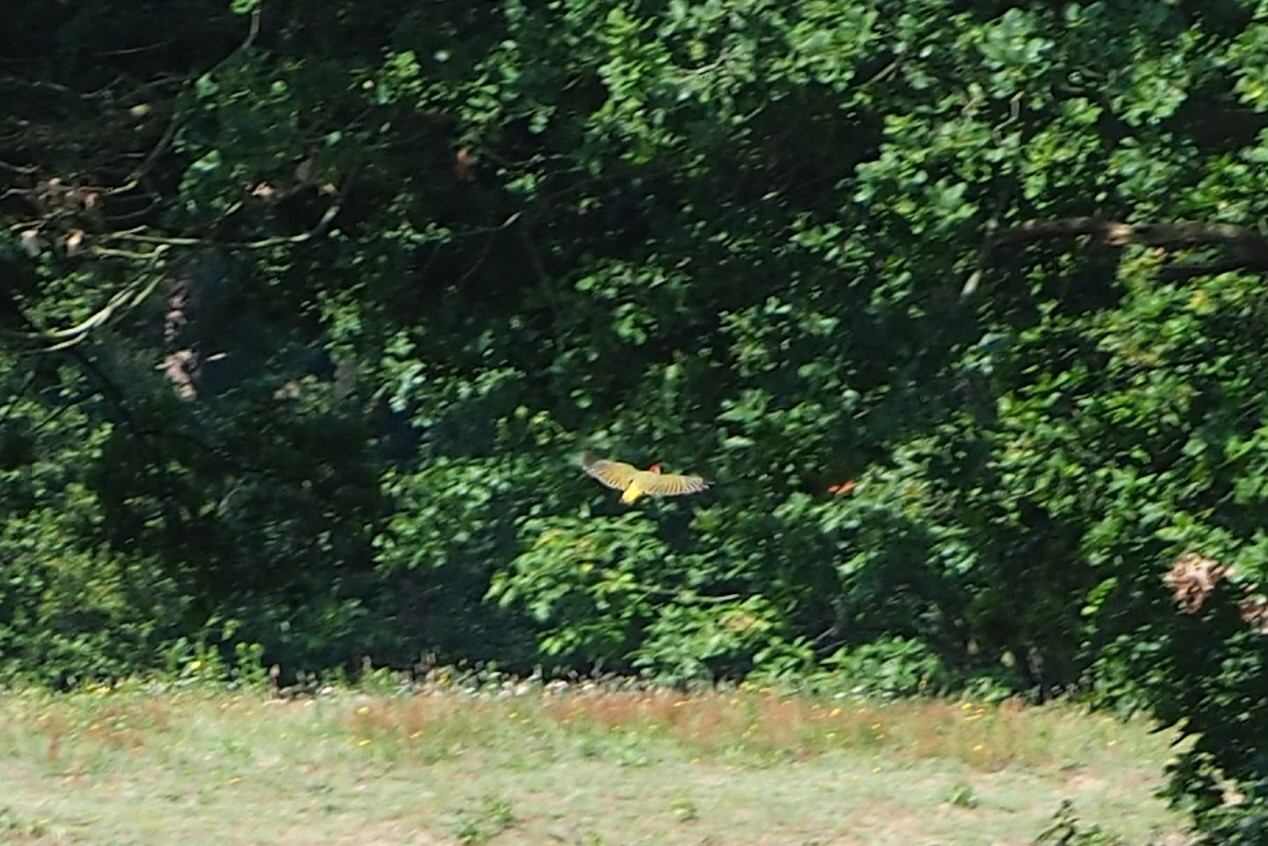 Welke vogel is dit